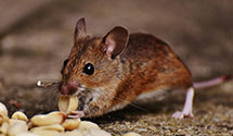 24 Hour & Emergency Exterminators in Bolingbrook, IL